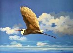 Kuehler-Soaring-Egret-18-x-2422