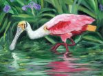 Rosate-Spoonbill_8x10_Oil-Painting