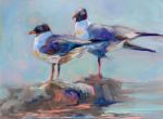 Laughing-Gulls-