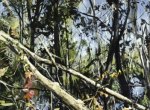 SREED_TreesAtLafitte_web