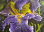 LA-Iris-36x24